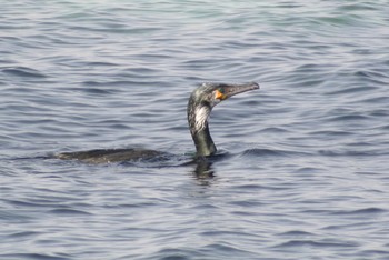 ウミウ 場所が不明 2019年3月15日(金)