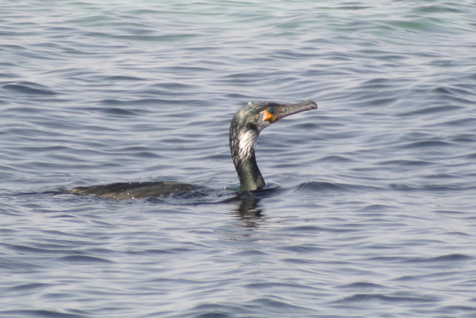 Photo of Japanese Cormorant at  by アカウント2198