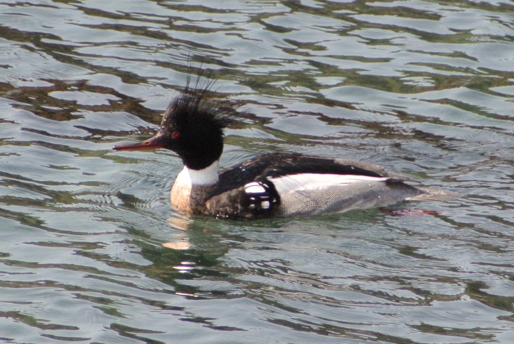 Photo of Red-breasted Merganser at  by アカウント2198