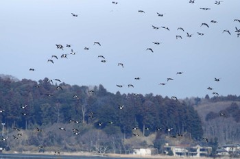 スズガモ 涸沼 2019年3月10日(日)