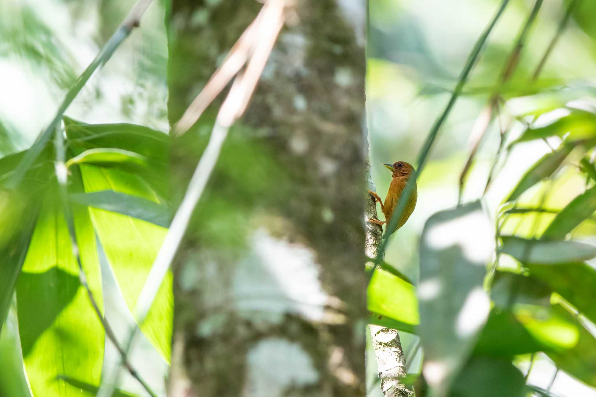 Rufous Piculet