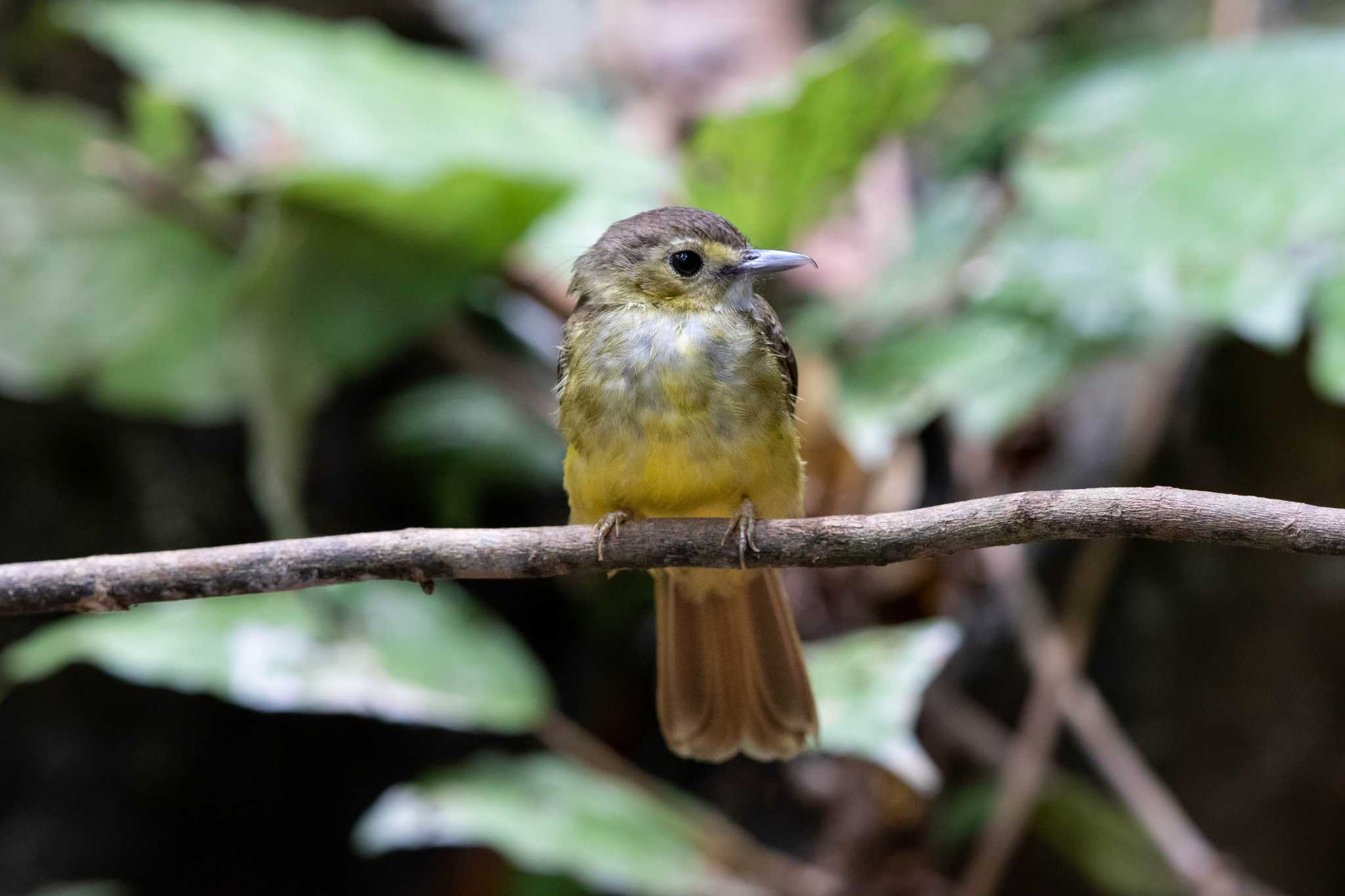 Hairy-backed Bulbul