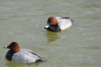 2019年3月14日(木) 大高緑地公園（名古屋市緑区）の野鳥観察記録