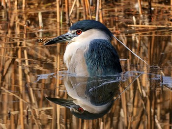 2019年3月15日(金) 石神井公園の野鳥観察記録