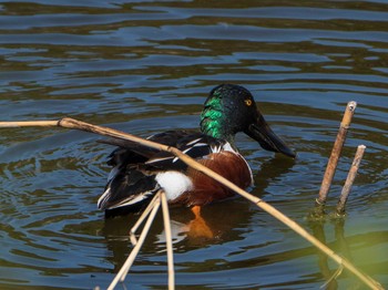 ハシビロガモ 葛西臨海公園 2019年3月9日(土)