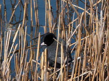 オオバン 葛西臨海公園 2019年3月9日(土)