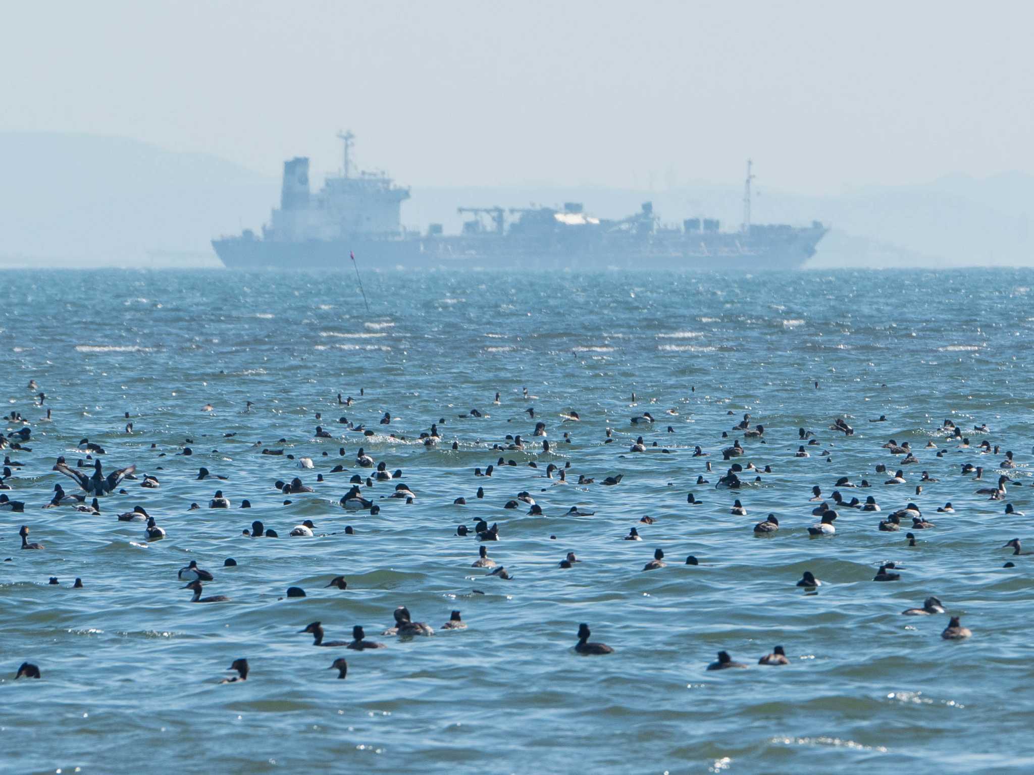 葛西臨海公園 カンムリカイツブリの写真 by ryokawameister