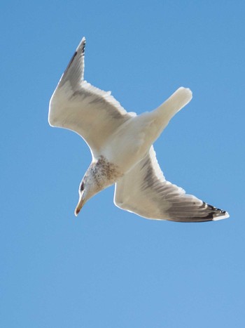 セグロカモメ 葛西臨海公園 2019年3月9日(土)