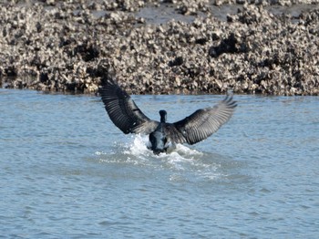 カワウ 葛西臨海公園 2019年3月9日(土)