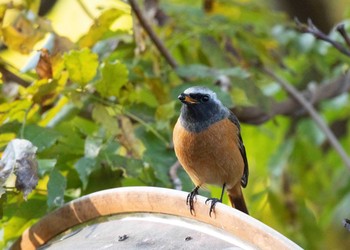 Daurian Redstart  神奈川 Sun, 11/25/2018