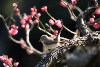 ニシオジロビタキ 日比谷公園 2019年3月15日(金)