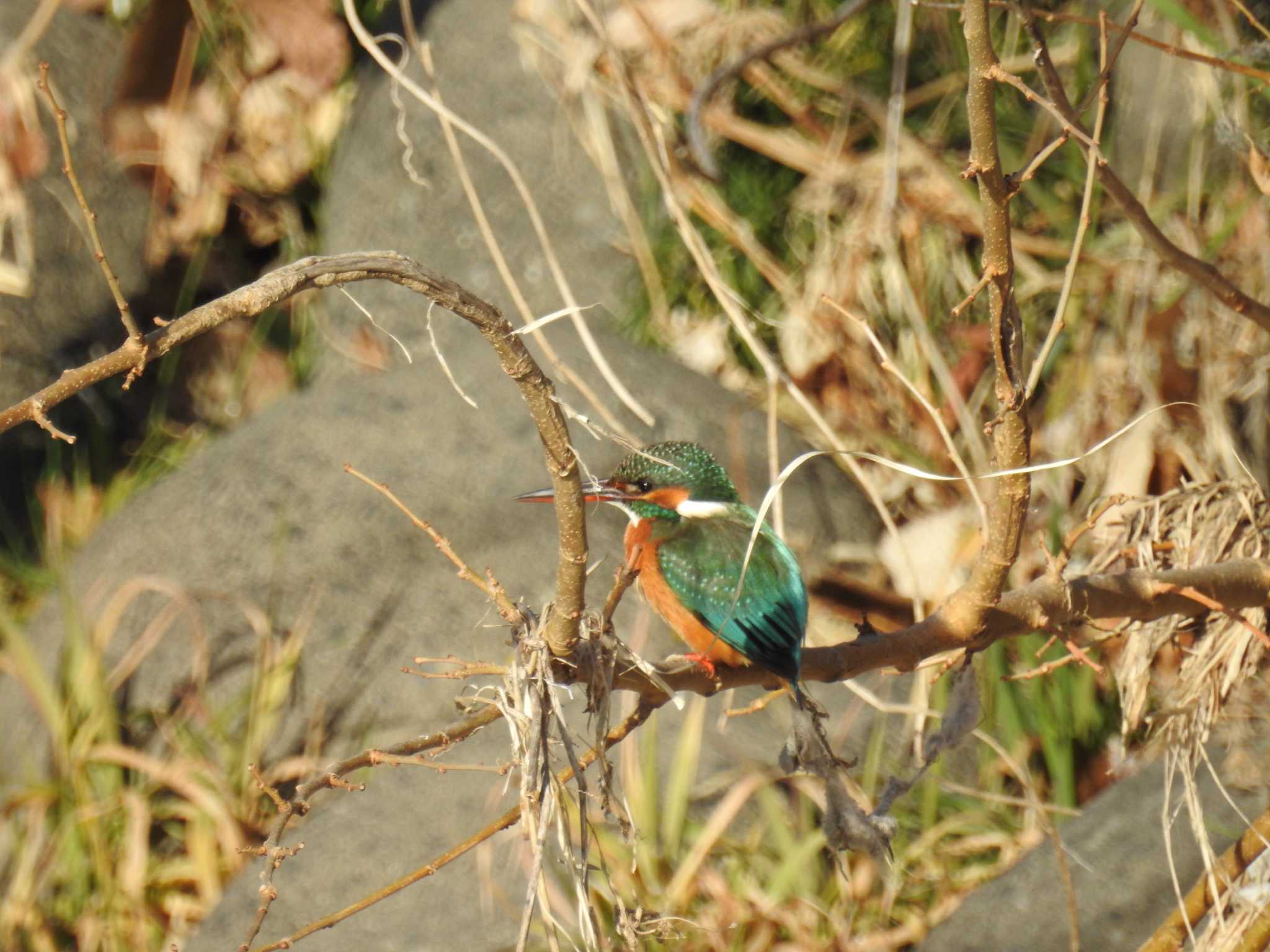 2025年1月3日(金) 境川遊水地公園の野鳥観察記録 by 2025年1月3日(金) 境川遊水地公園の野鳥観察記録 by