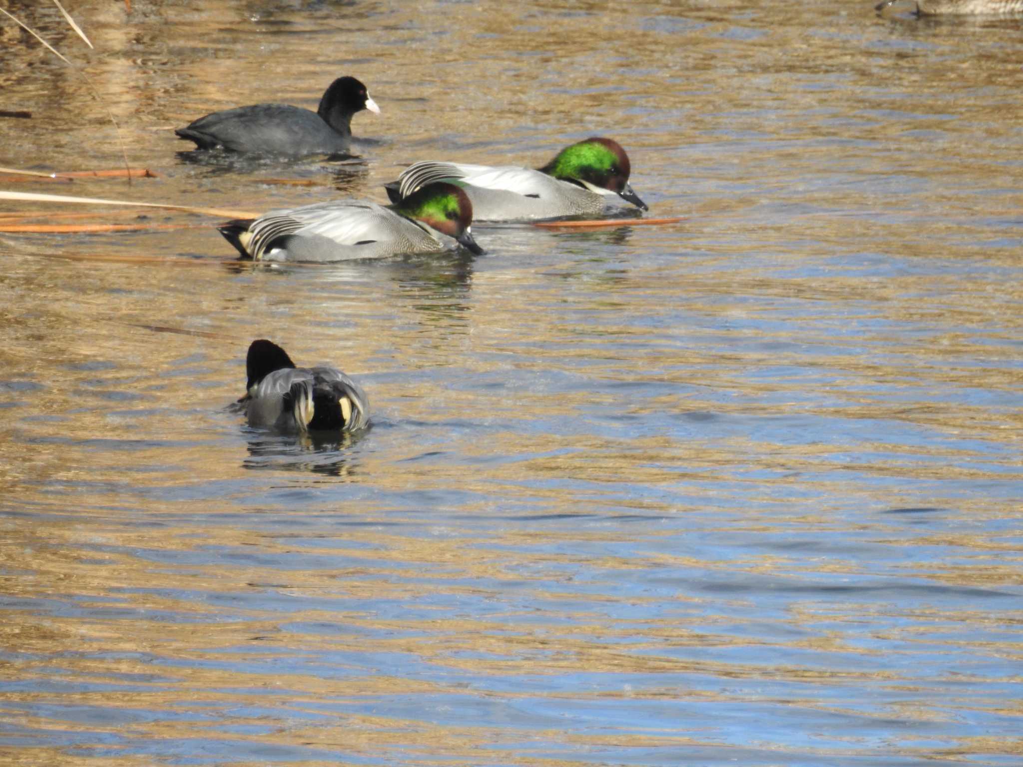 2025年1月3日(金) 境川遊水地公園の野鳥観察記録 by 2025年1月3日(金) 境川遊水地公園の野鳥観察記録 by