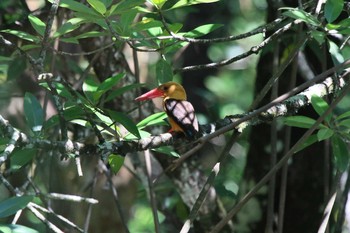 Brown-winged Kingfisher タイ Thu, 2/28/2019