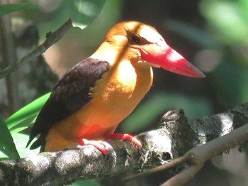 Brown-winged Kingfisher タイ Thu, 2/28/2019