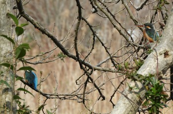 Common Kingfisher 川口市 Sat, 3/2/2019