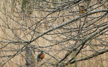 Common Kingfisher 川口市 Sat, 3/2/2019