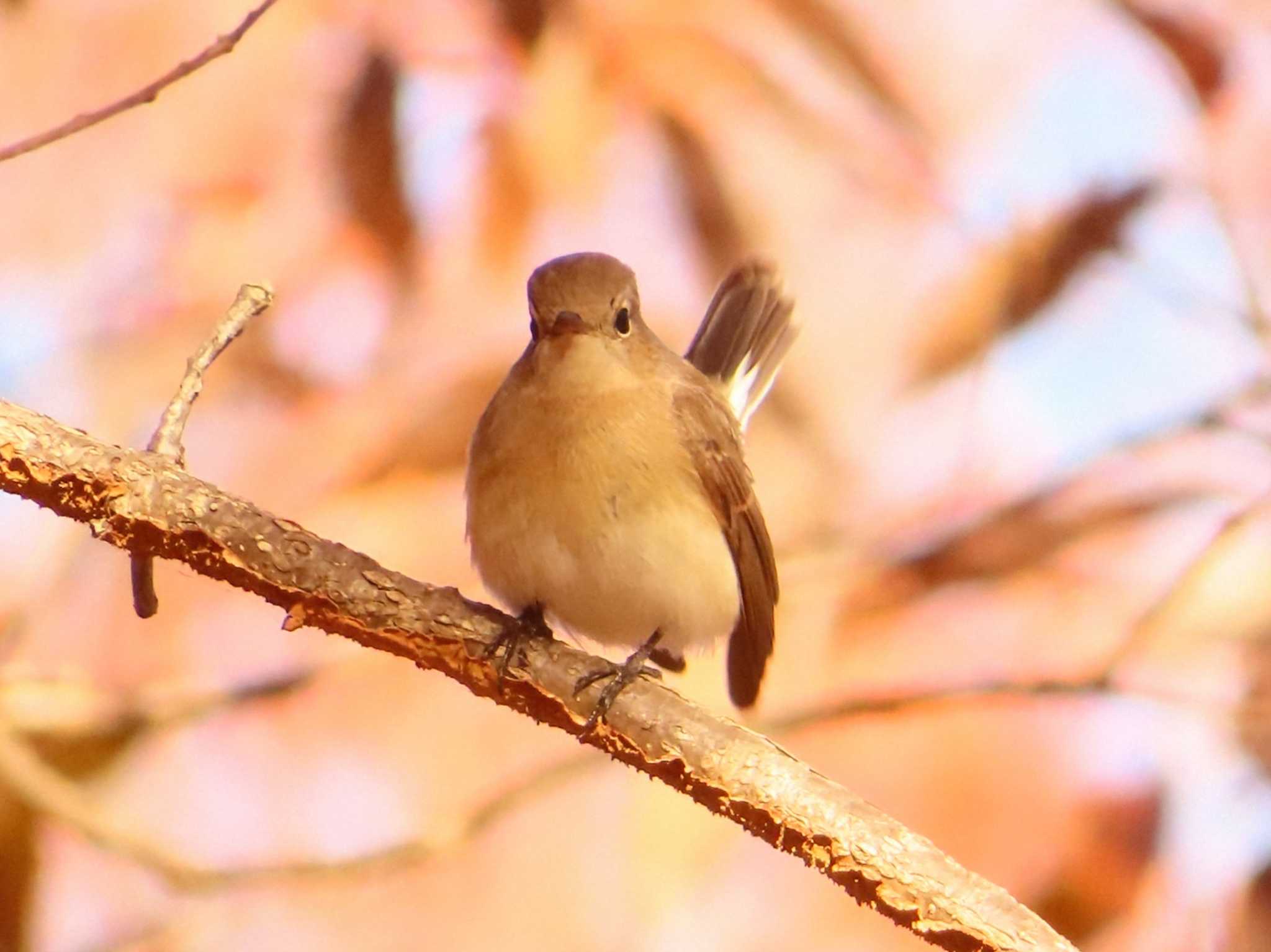 2024年12月20日(金) 清瀬金山緑地公園の野鳥観察記録 by ゆ 2024年12月20日(金) 清瀬金山緑地公園の野鳥観察記録 by ゆ