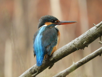 Common Kingfisher 川口市 Fri, 3/1/2019