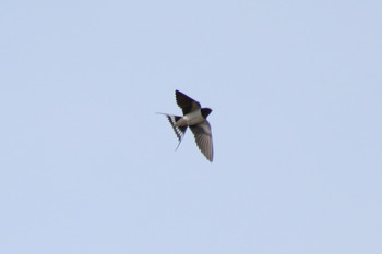 2019年3月16日(土) 多摩川二ヶ領宿河原堰の野鳥観察記録