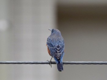 Sat, 3/16/2019 Birding report at 多摩川(浅川合流付近)