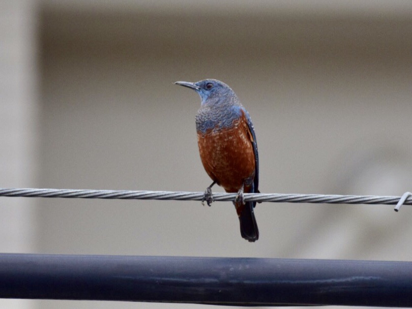 Blue Rock Thrush