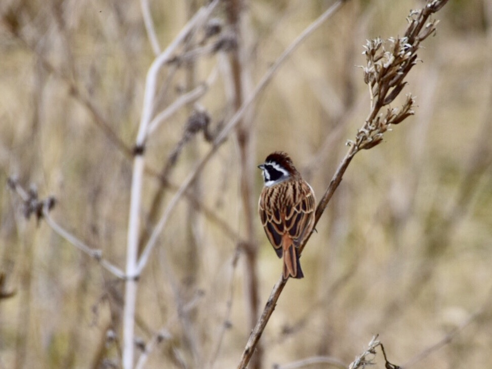 Meadow Bunting