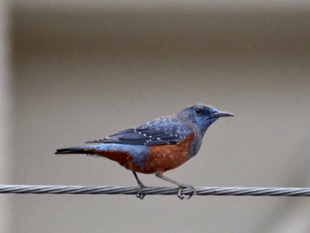 Blue Rock Thrush