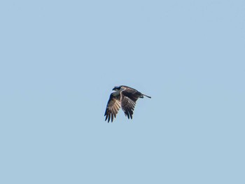 ミサゴ 葛西臨海公園 2019年3月9日(土)