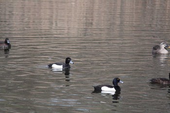 Tufted Duck サイタマ市合併記念公園 Sat, 3/16/2019