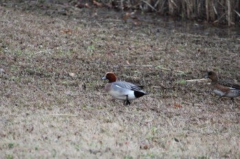 Eurasian Wigeon 大宮第三公園 Sat, 3/16/2019