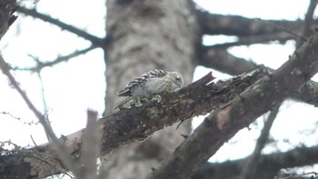 Sat, 3/16/2019 Birding report at 青葉公園(千歳市)