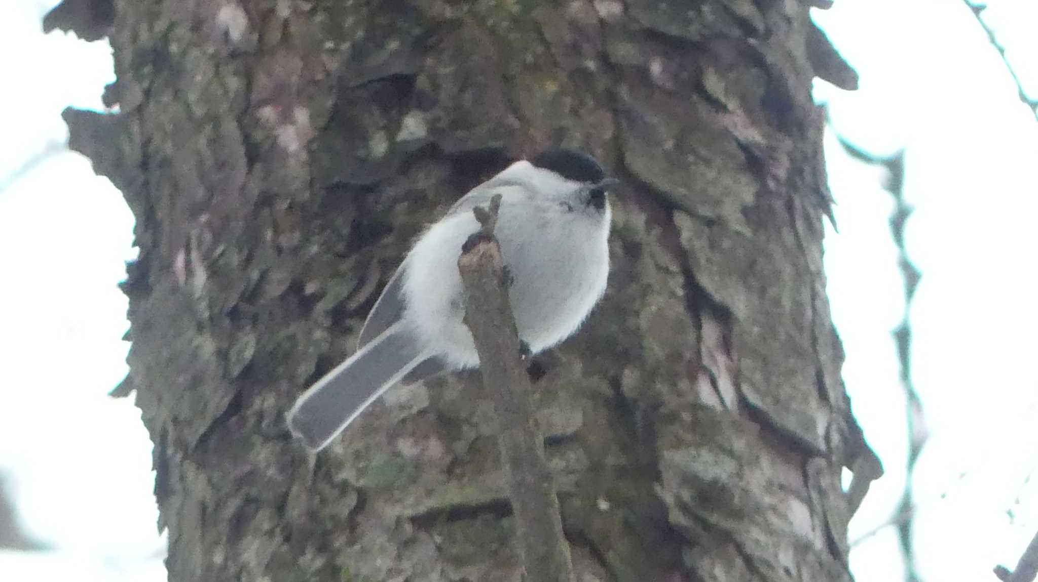 ハシブトガラ