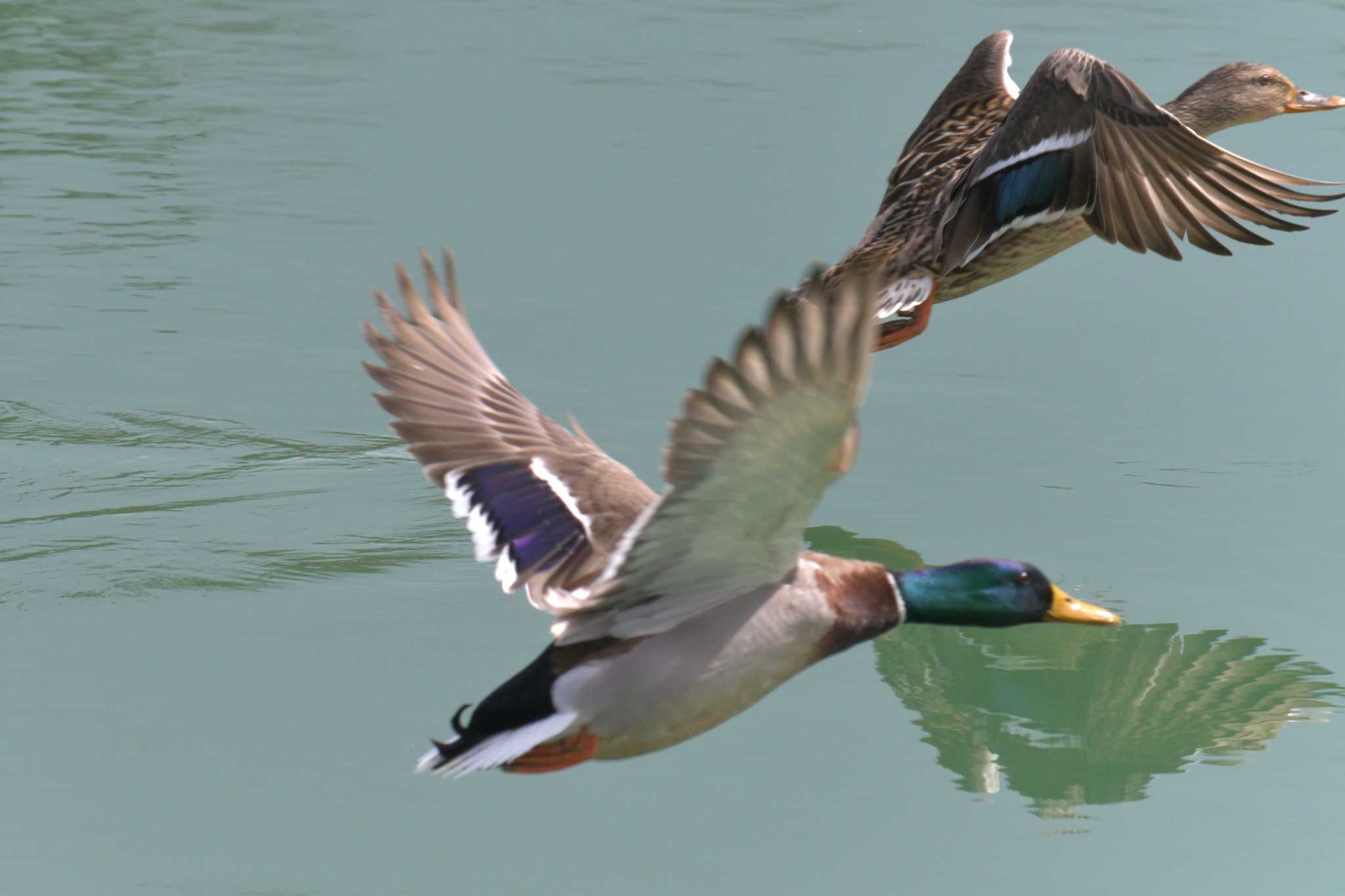 三重県上野森林公園 マガモの写真 by masatsubo