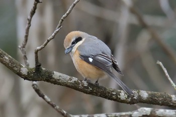 Sat, 3/16/2019 Birding report at Mie-ken Ueno Forest Park