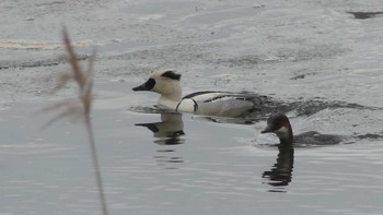 ミコアイサ ウトナイ湖 2019年3月16日(土)