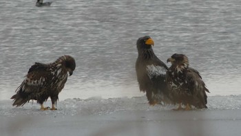 2019年3月16日(土) ウトナイ湖の野鳥観察記録