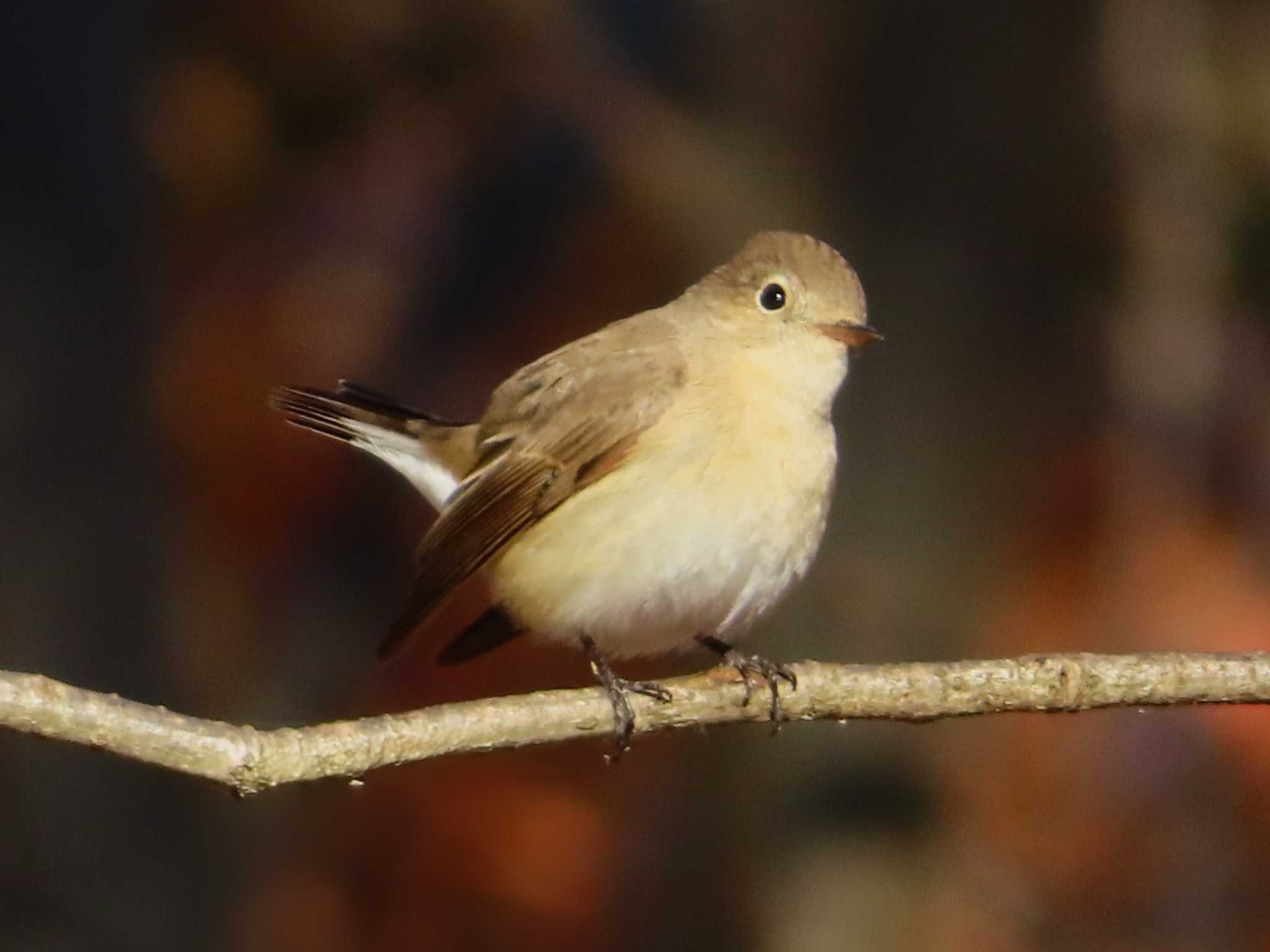 2024年12月20日(金) 清瀬金山緑地公園の野鳥観察記録 by ゆ 2024年12月20日(金) 清瀬金山緑地公園の野鳥観察記録 by ゆ
