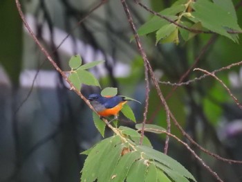 Orange-bellied Flowerpecker タイ南部 Sat, 2/23/2019