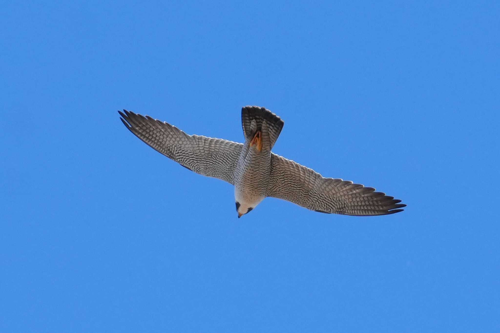 2025年1月3日(金) 多摩川中流域の野鳥観察記録 by ツートン探鳥 2025年1月3日(金) 多摩川中流域の野鳥観察記録 by ツートン探鳥