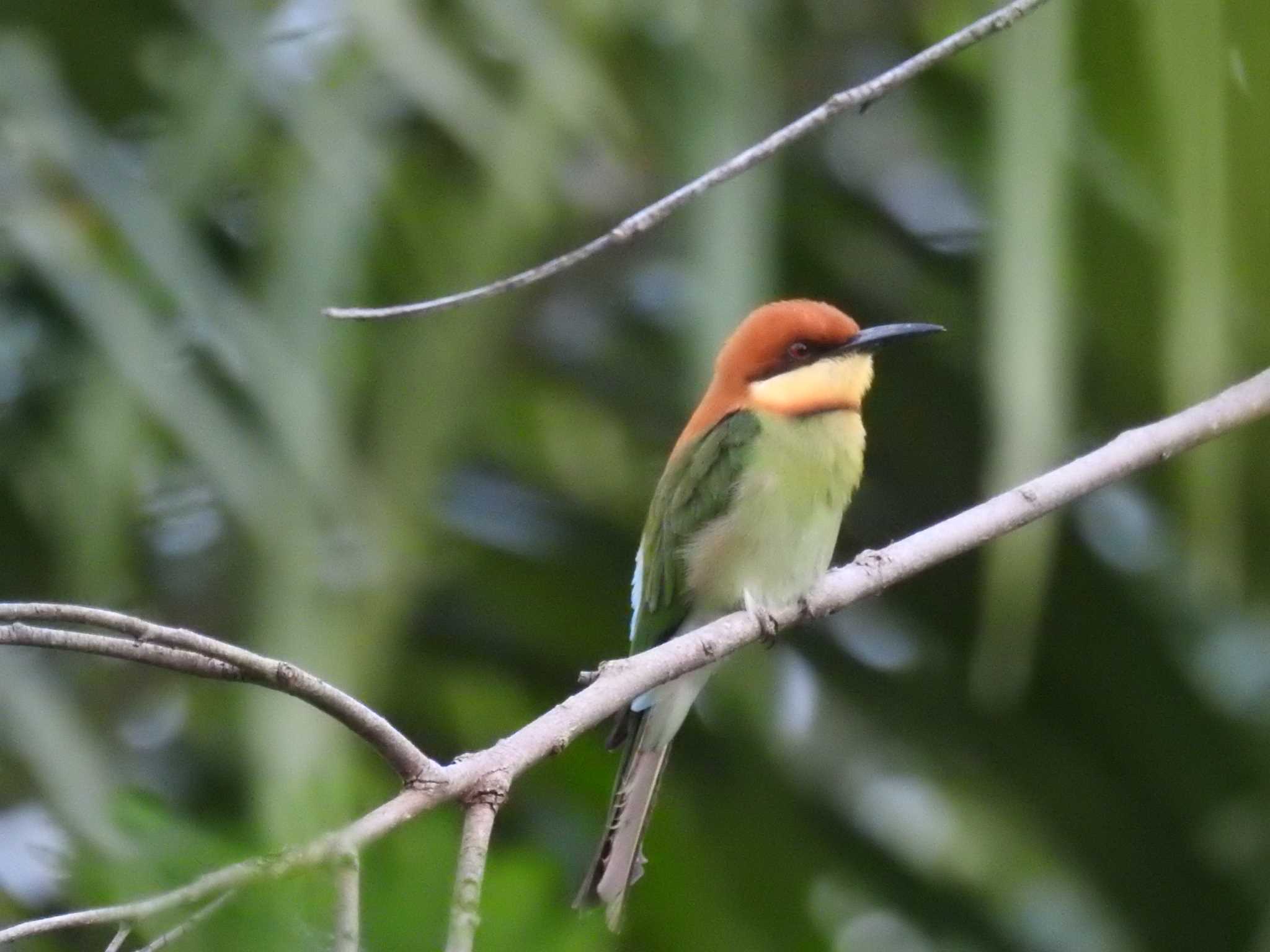 Photo of Chestnut-headed Bee-eater at タイ南部 by でみこ