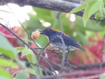 Scarlet-backed Flowerpecker タイ南部 Sat, 2/23/2019