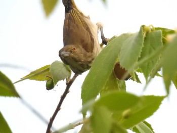 Yellow-vented Flowerpecker タイ南部 Sat, 2/23/2019