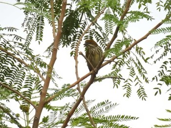 Thick-billed Flowerpecker