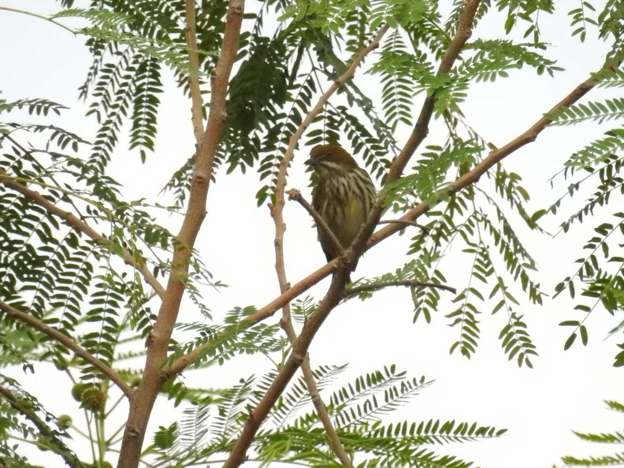 タイ南部 ハシブトハナドリの写真 by でみこ