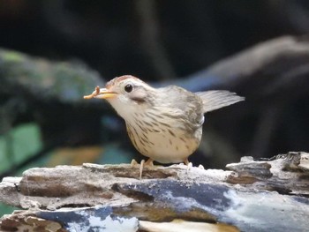 Puff-throated Babbler タイ南部 Sun, 2/24/2019