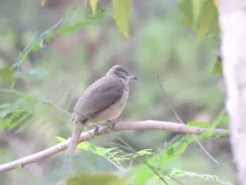 Ayeyarwady Bulbul タイ南部 Sat, 2/23/2019