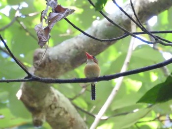 Banded Kingfisher タイ南部 Sun, 2/24/2019