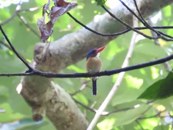 Banded Kingfisher タイ南部 Sun, 2/24/2019