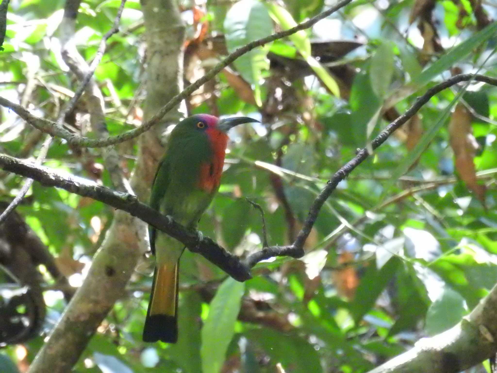 Red-bearded Bee-eater